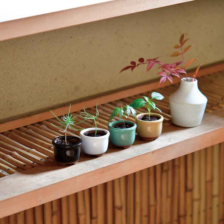 HACO MAME 盆栽栽培セット GD-96501 GD-96502 GD-96504 【プラザセレクト】