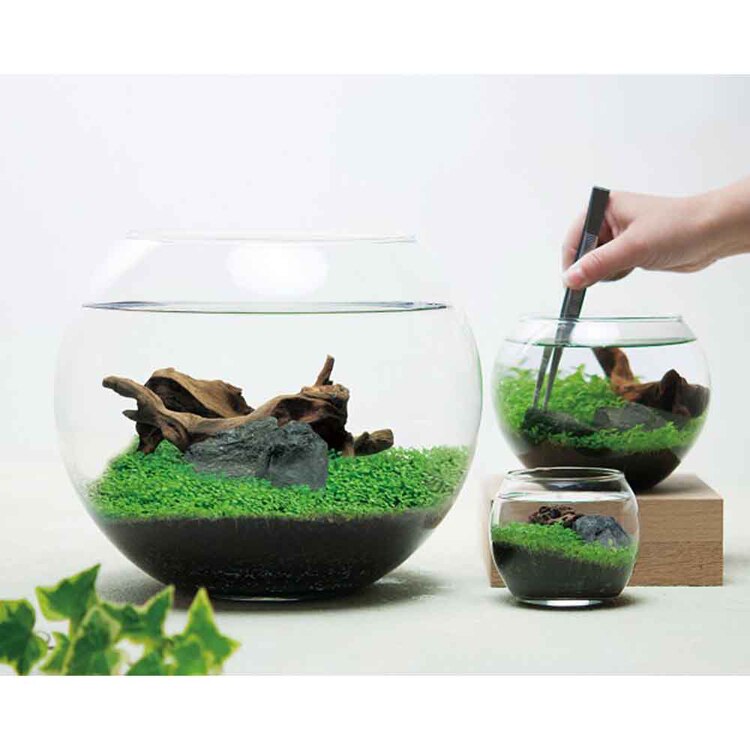 育てる水草(S) GD-812 【プラザセレクト】