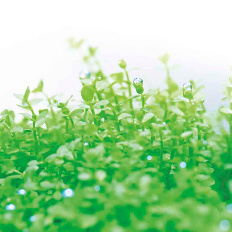 育てる水草(S) GD-812 【プラザセレクト】