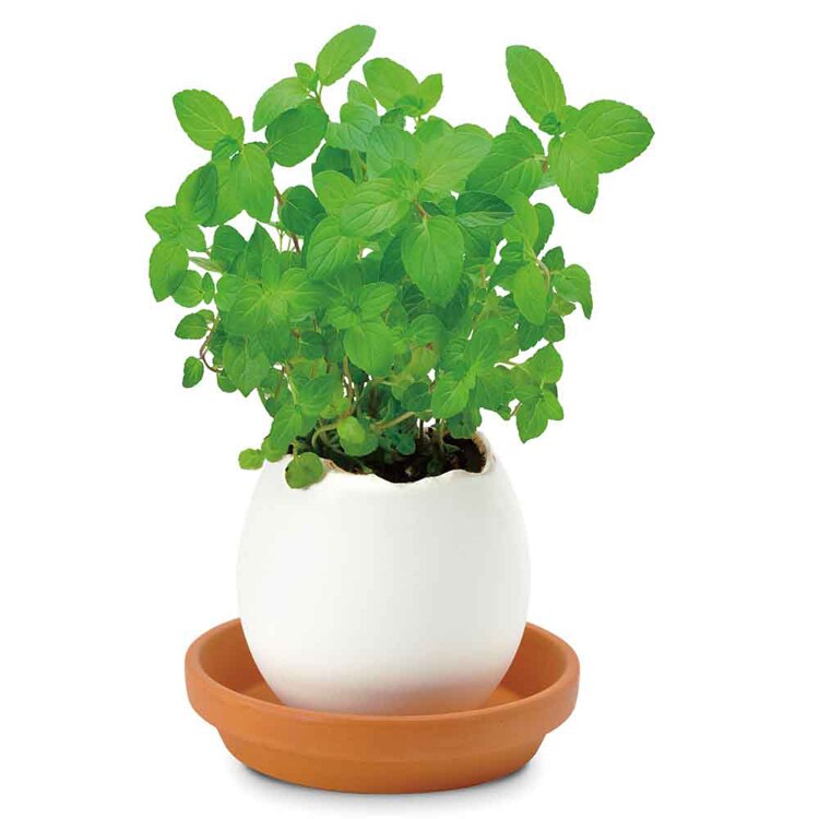 エッグリング エコ EG-6001  EG-6002  EG-6003  EG-6004 【プラザセレクト】