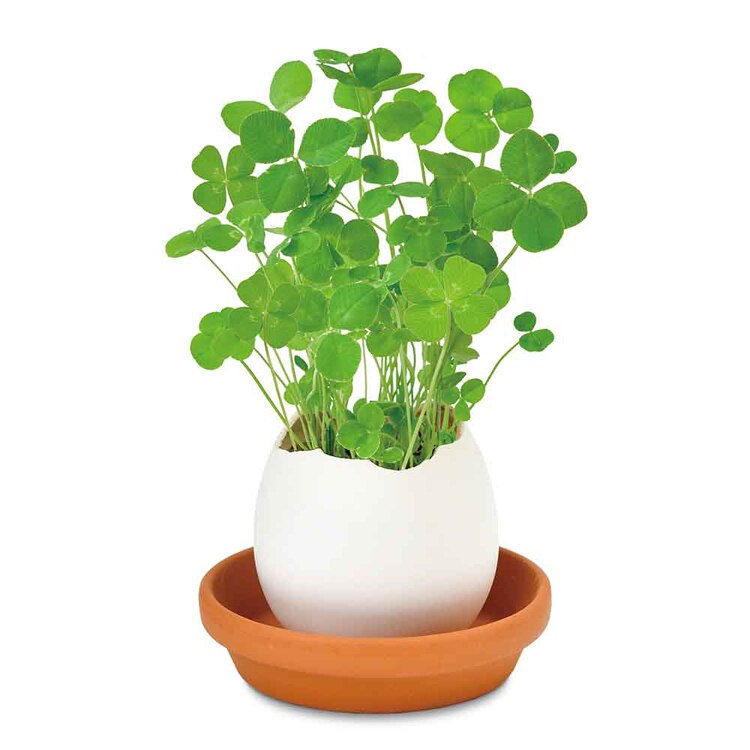 エッグリング エコ EG-6001  EG-6002  EG-6003  EG-6004 【プラザセレクト】