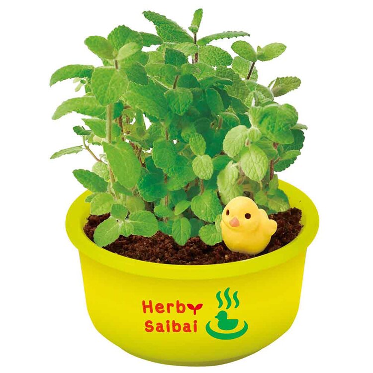 育てるカプセル ゆ桶でハーブ栽培 GD-1035 【プラザセレクト】