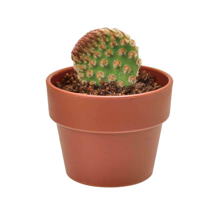 育てるカプセル サボテン GD-921 【プラザセレクト】