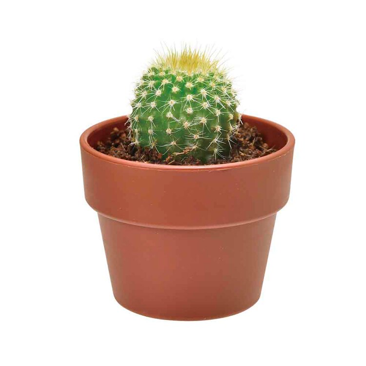 【4個セット】育てるカプセル サボテン 【プラザセレクト】