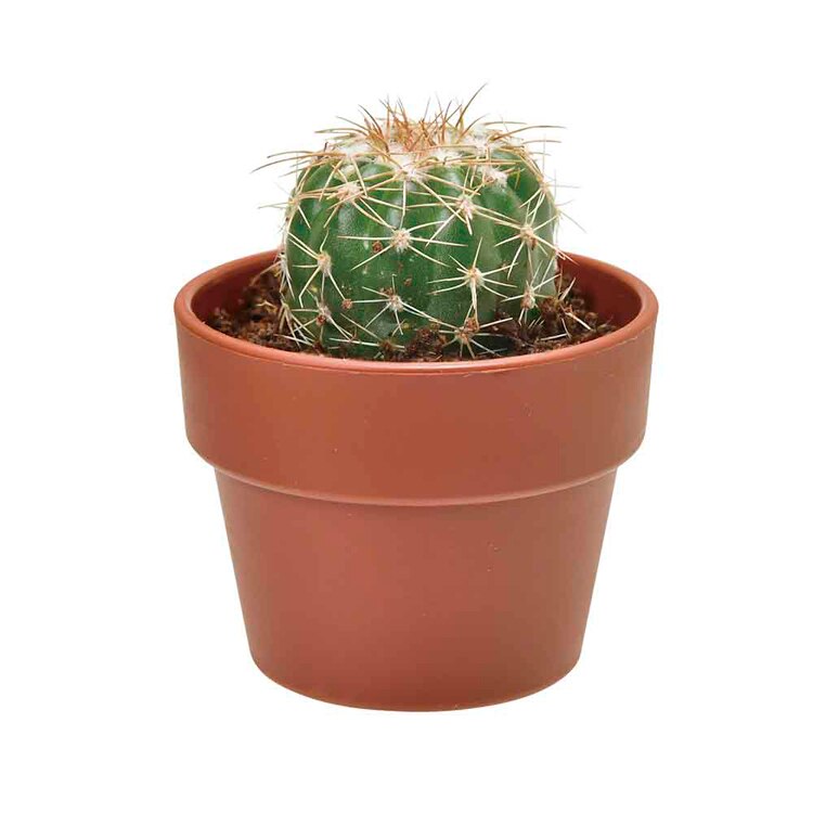 【4個セット】育てるカプセル サボテン 【プラザセレクト】