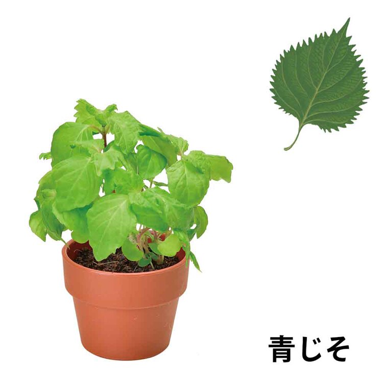 【4個セット】育てるカプセル 薬味 【プラザセレクト】