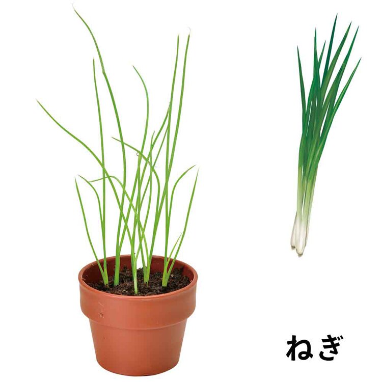 【4個セット】育てるカプセル 薬味 【プラザセレクト】