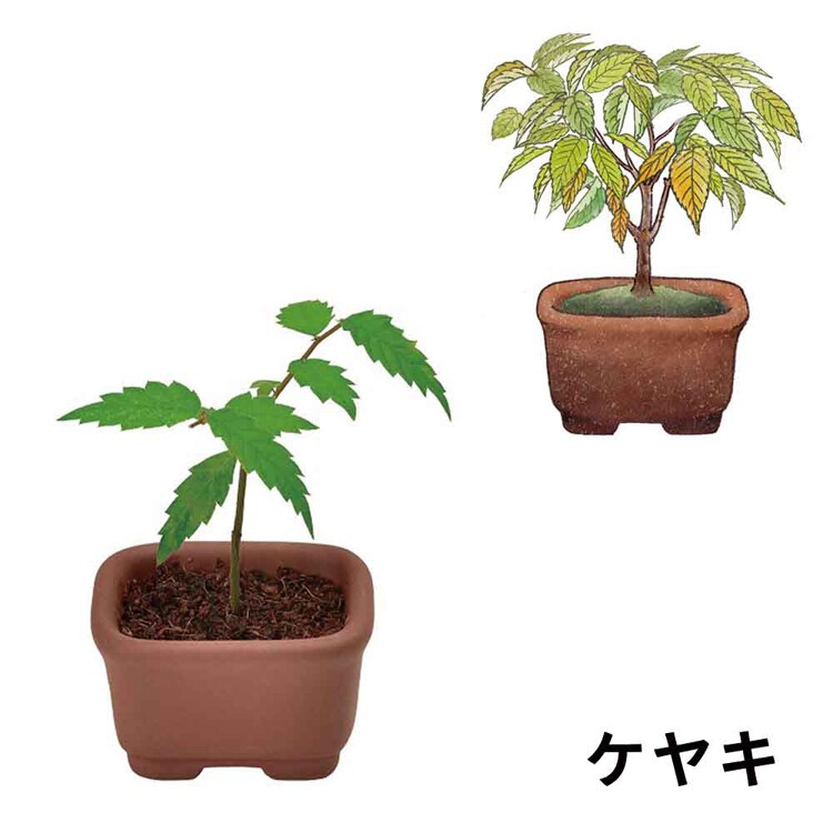 育てるカプセル まめ盆栽 GD-954 【プラザセレクト】