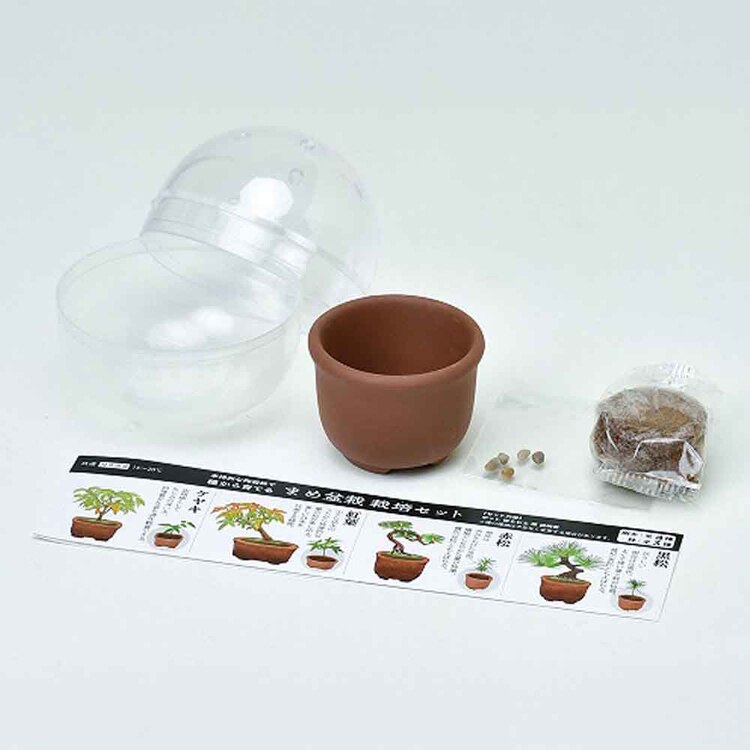 【4個セット】育てるカプセル まめ盆栽 【プラザセレクト】