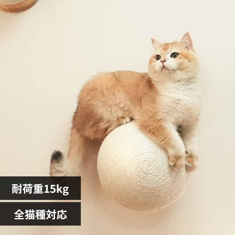 CATURN N18 �L���^�[���܌����{�[�� MZ0001 