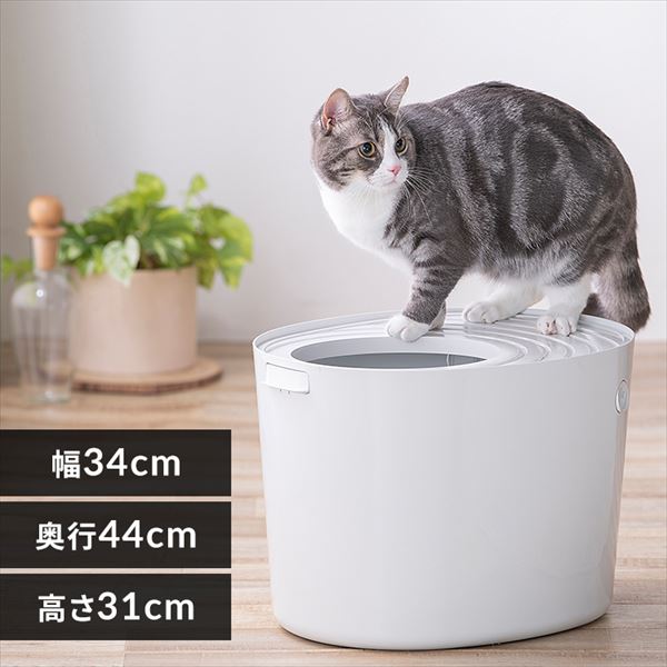 �ォ��L�g�C�� �v�` PUNT-430 �A�C�{���[