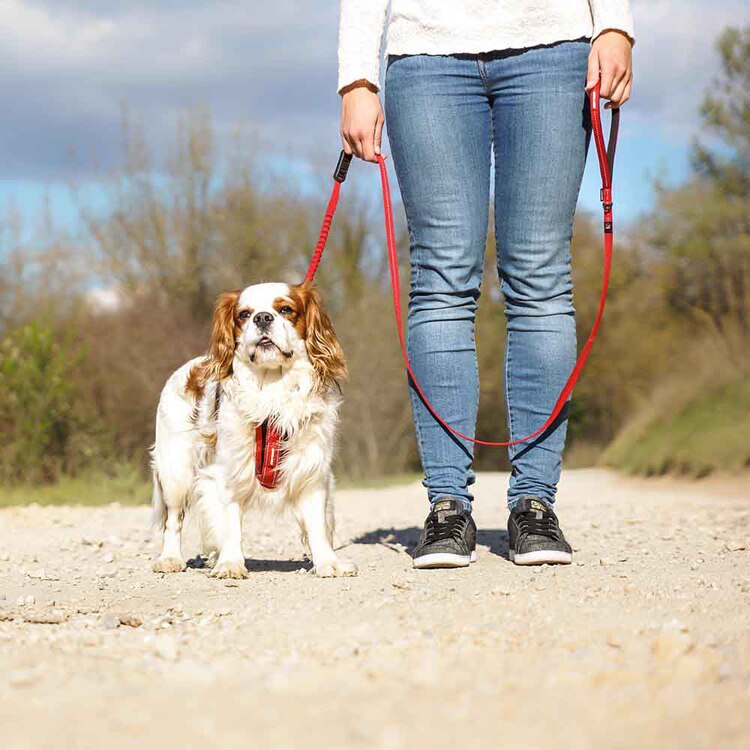 EZYDOG リード ゼロショックライト 120cm 【プラザセレクト】