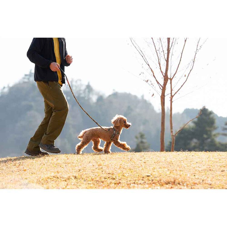 EZYDOG リード ソフトトレーナーライト 120cm 【プラザセレクト】