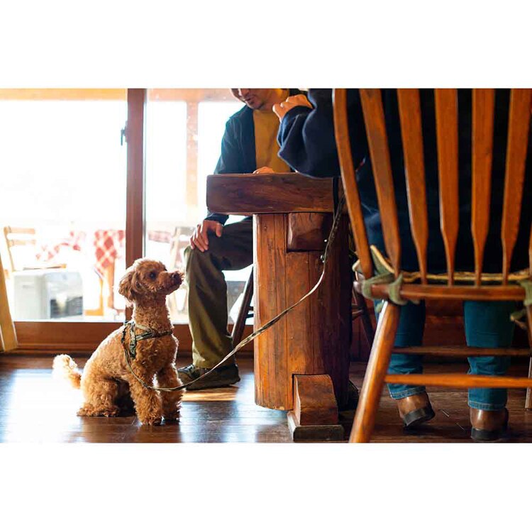 EZYDOG リード ソフトトレーナーライト 120cm 【プラザセレクト】