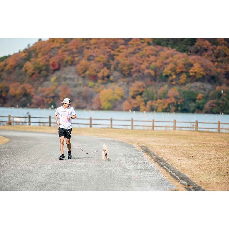 EZYDOG リード ロードランナーライト 【プラザセレクト】