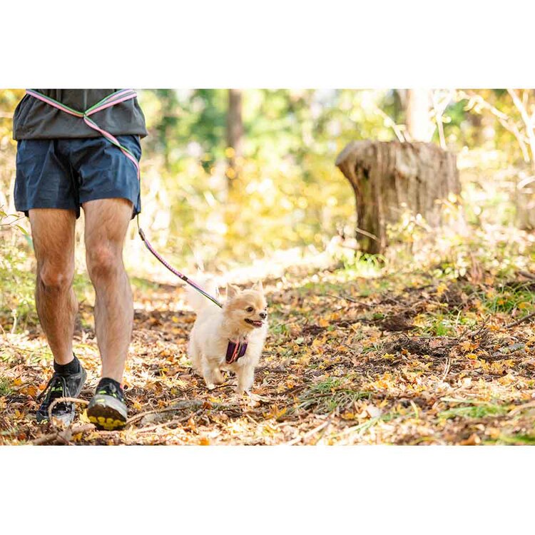 EZYDOG リード ロードランナーライト 【プラザセレクト】