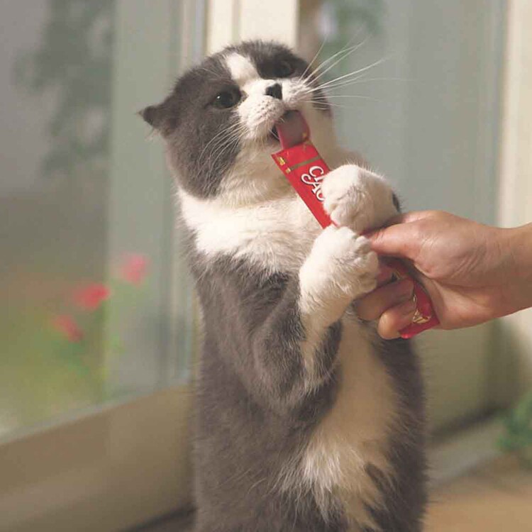 いなばペットフード CIAO ちゅ～るごはん 14g&times;20本入り SC-561 SC-562 SC-563 【プラザセレクト】