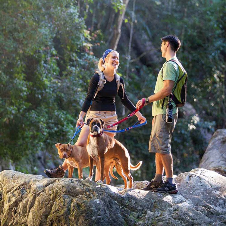 EZYDOG リード ゼロショック 64cm 【プラザセレクト】