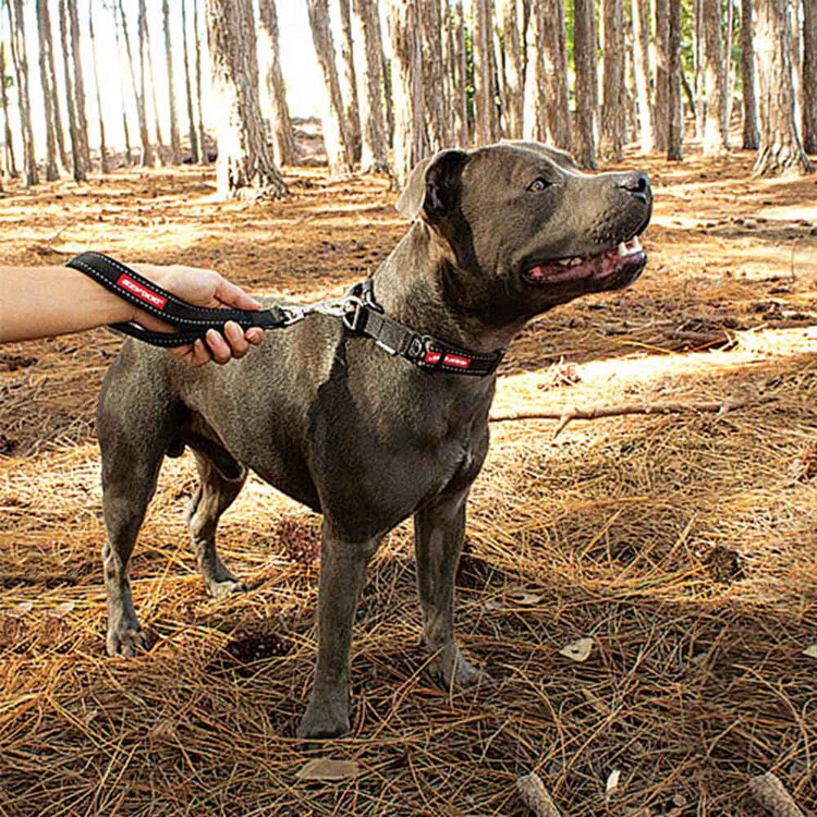 EZYDOG リード モングリルネオ 【プラザセレクト】