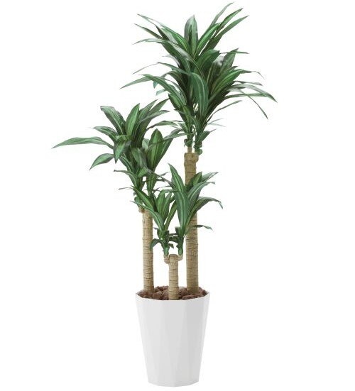 �l�H�ϗt�A���@���G�}�y�K���̖�1.6���z�C���e���A�@