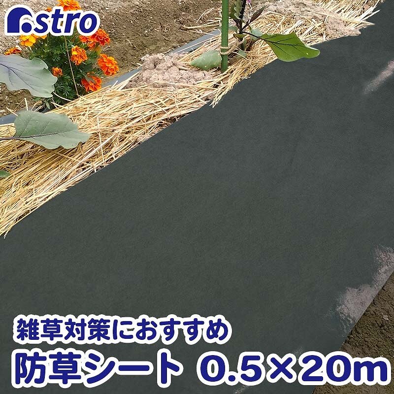 ���p�h���V�[�g�@�G���ӂ����E�l�@50cm�~20��