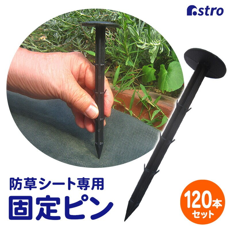 ���|�p�h���V�[�g�p�������s�� 120�{�g