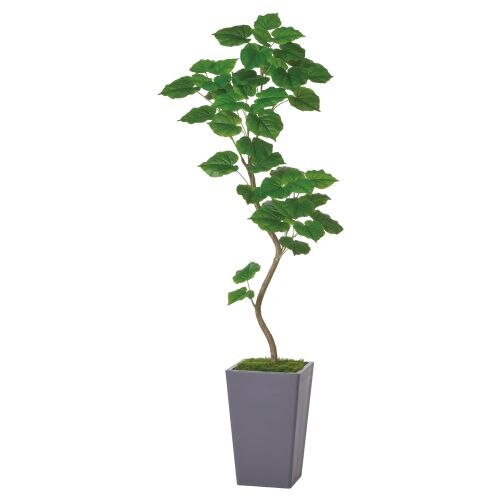 �l�H�ϗt�A���@�E���x���[�^1.85���Ԋ�t