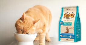 �L���b�g�t�[�h