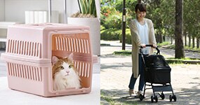 �L�����[�E�J�[�g