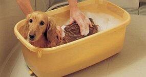 �������E�P�A�p�i