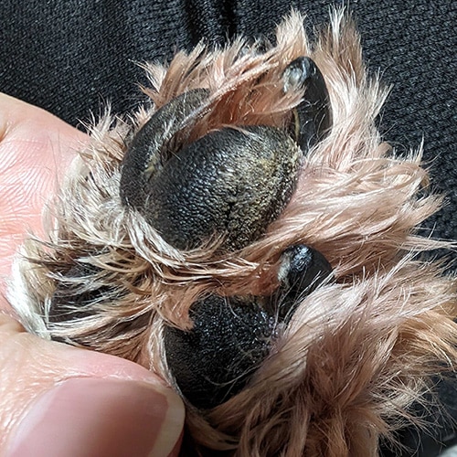 ����������P