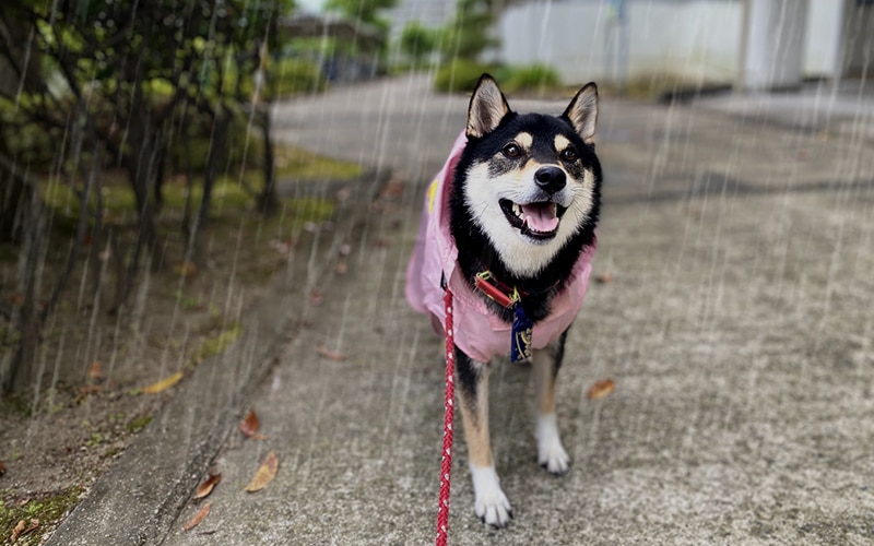 雨の中お散歩する犬