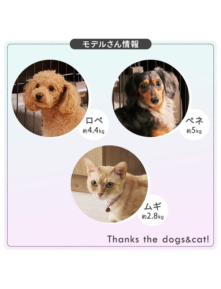 ペット用おむつ XXSサイズ4