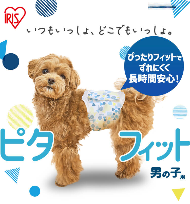 【男の子用】犬 おむつ ピタフィット M 65枚入  MNPD-M65  犬 おむつ0