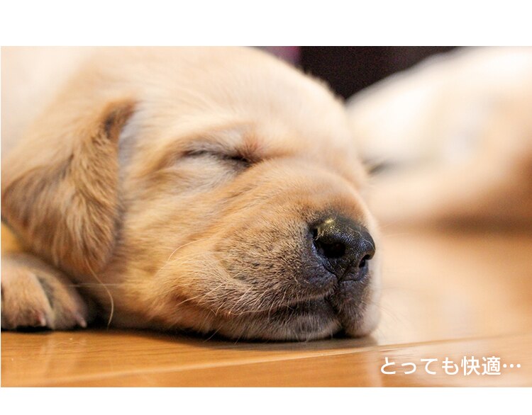 折りたたみケージ OKE-600R アイアンブラックカラー8