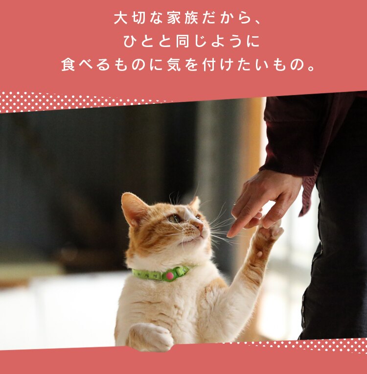 ねこ用ナピューレ まぐろ24本 P-NNM241