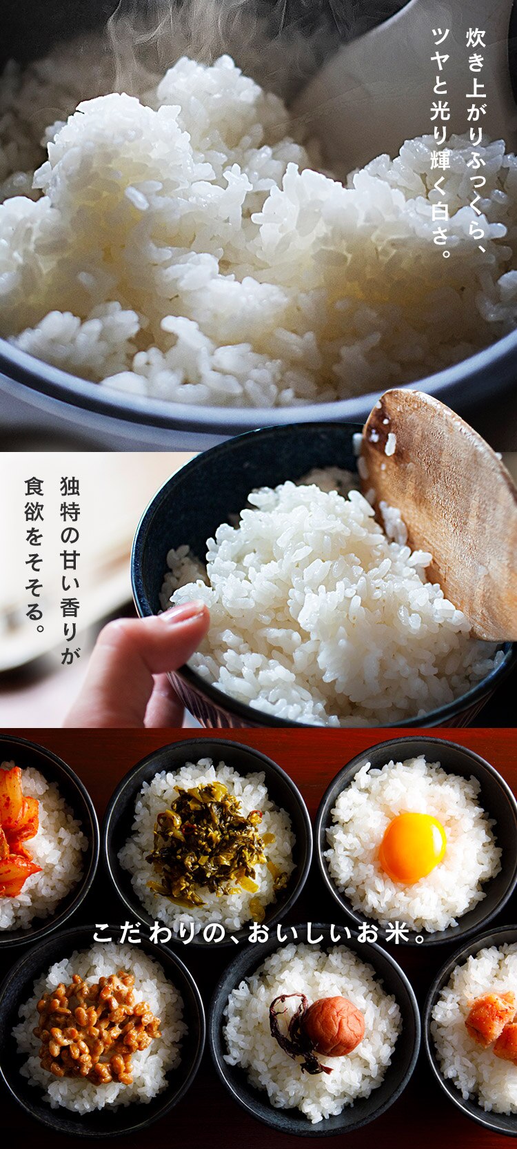 【10kg】 米 新潟県産 こしひかり 5kg&times;21