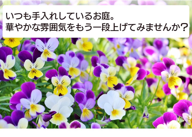 いつも手入れしているお庭