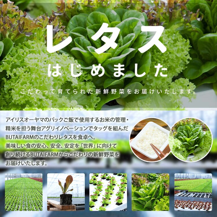 【50％OFFクーポン！】【6個】 つみたてサラダ（レタス） 【時間指定不可】0