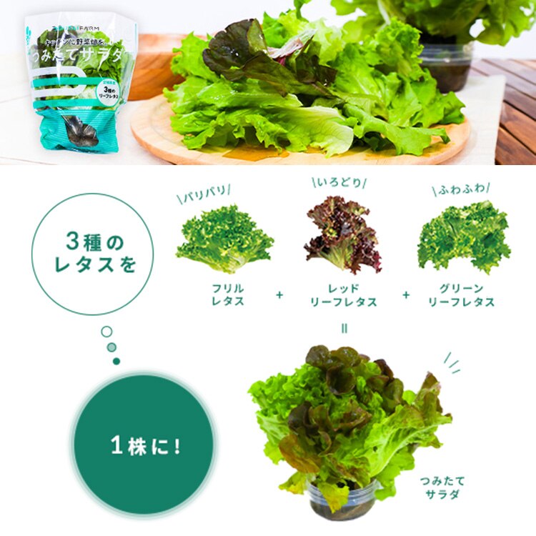 【50％OFFクーポン！】【6個】 つみたてサラダ（レタス） 【時間指定不可】1