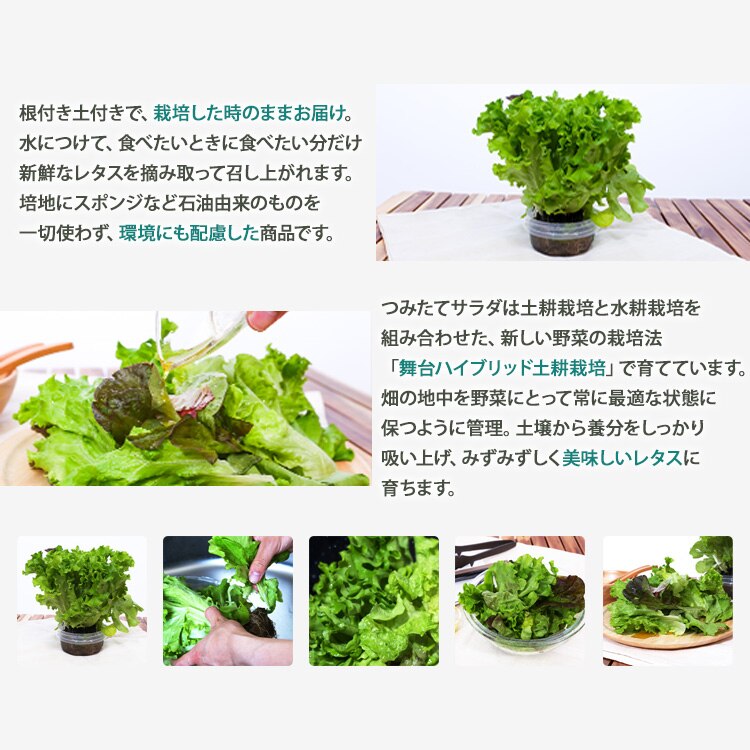 【50％OFFクーポン！】【6個】 つみたてサラダ（レタス） 【時間指定不可】2