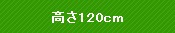 ����120cm