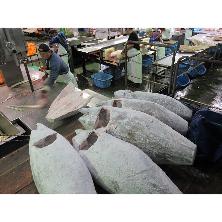 【倉庫登録】神奈川県漁連三崎港 まぐろ3点セット 【時間指定不可】【代引不可】【同梱不可】【プラザセレクト】