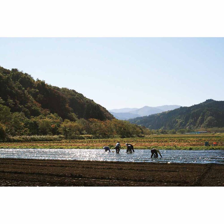 【倉庫登録】青森県産黒にんにく熟成 【時間指定不可】【代引不可】【同梱不可】【プラザセレクト】