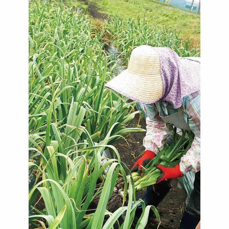 【倉庫登録】青森県産黒にんにく熟成 【時間指定不可】【代引不可】【同梱不可】【プラザセレクト】