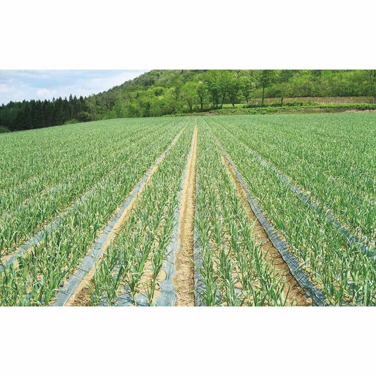 【倉庫登録】青森県産黒にんにく熟成 【時間指定不可】【代引不可】【同梱不可】【プラザセレクト】