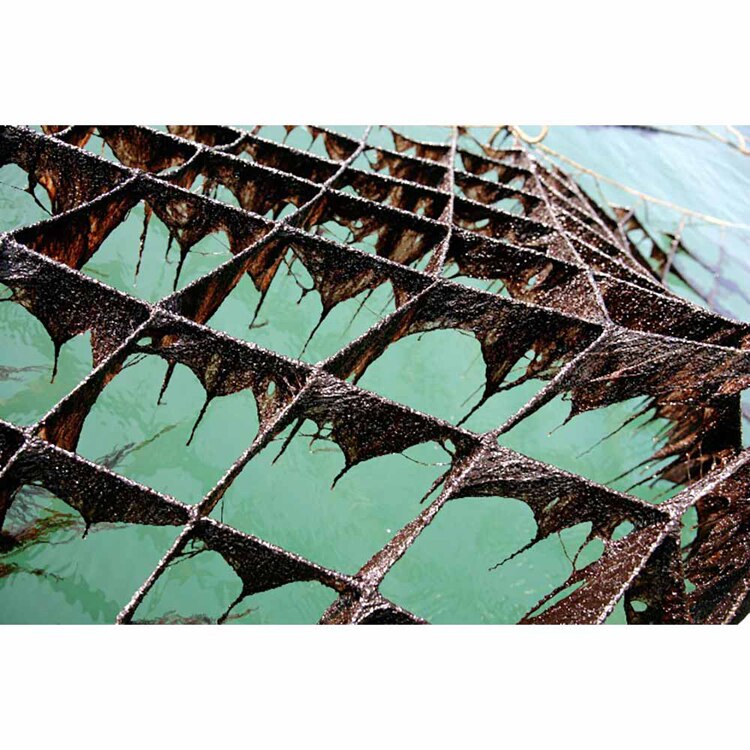 鍵庄 明石の風 味のり 8切48枚 【プラザセレクト】